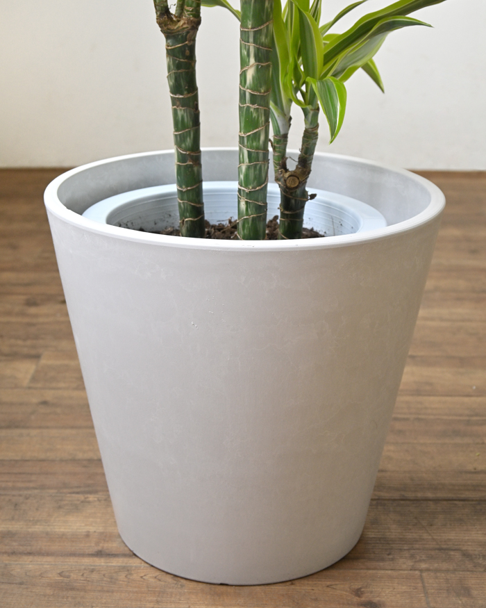 ドラセナ・ワーネッキー・レモンライム