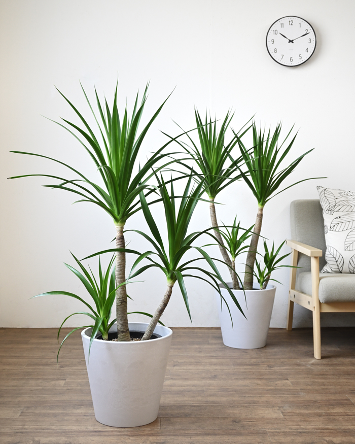 ドラセナ・カンボジアーナ