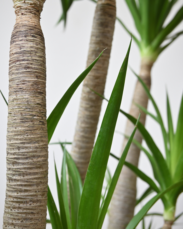 ドラセナ・カンボジアーナ