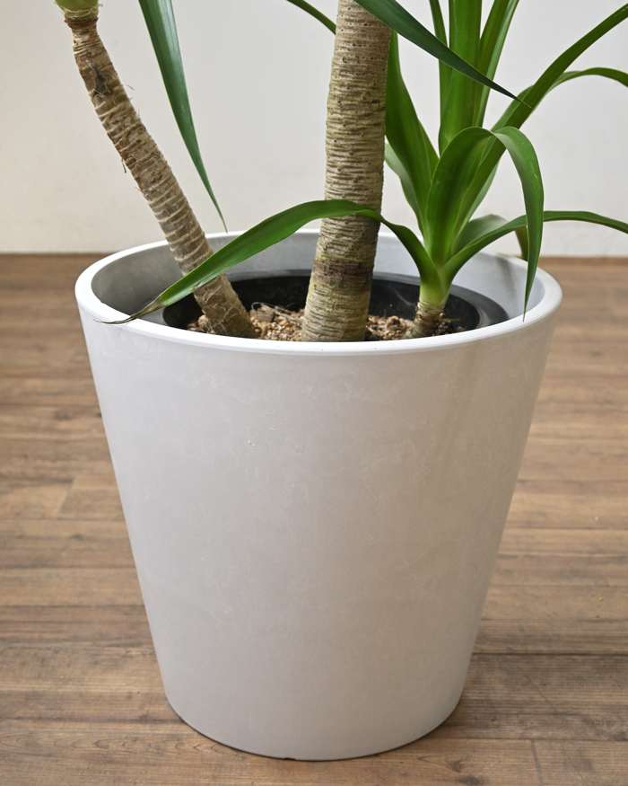 ドラセナ・カンボジアーナ