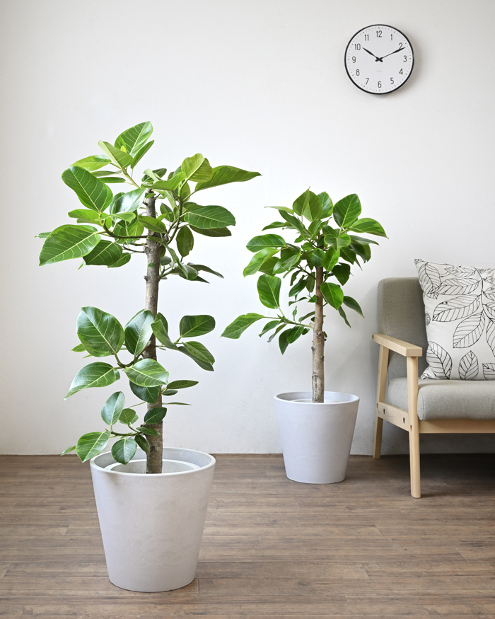 フィカス・アルテシーマ 直幹