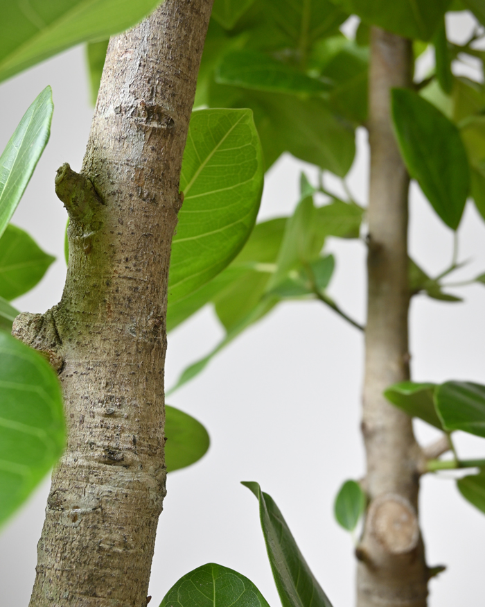 フィカス・アルテシーマ 直幹