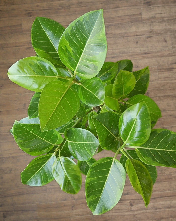 フィカス・アルテシーマ 直幹