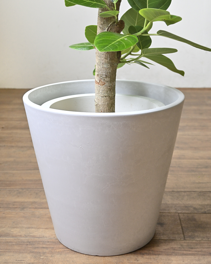 フィカス・アルテシーマ 直幹