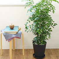 ゲッキツ(シルクジャスミン)