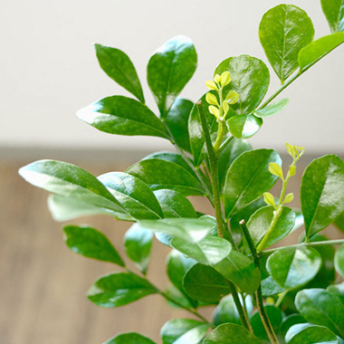 ゲッキツ（シルクジャスミン）