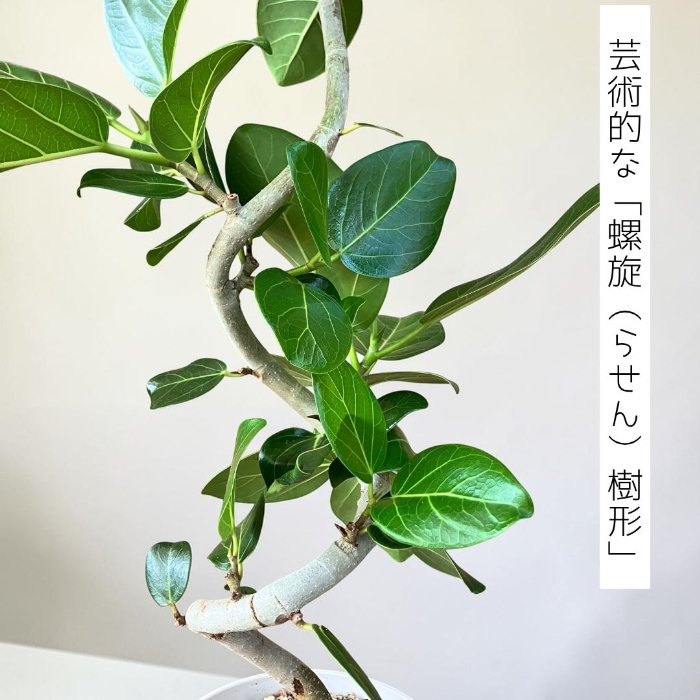 tai