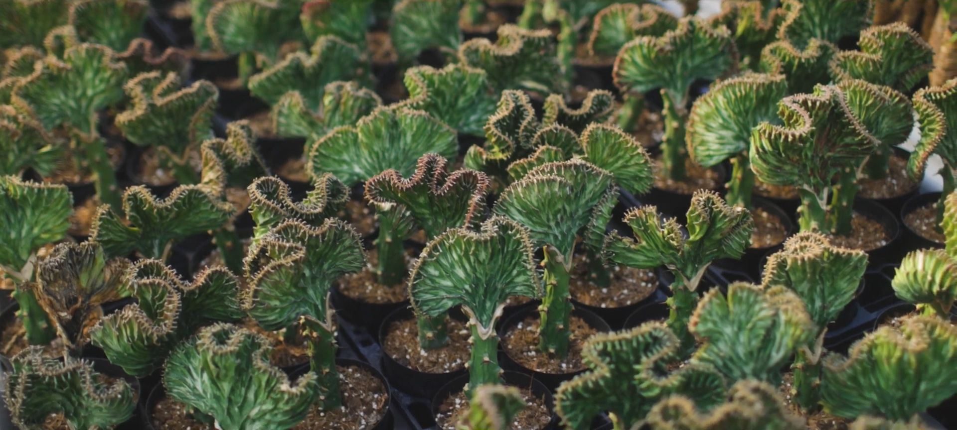 Green Station TANAKAの珍しい植物