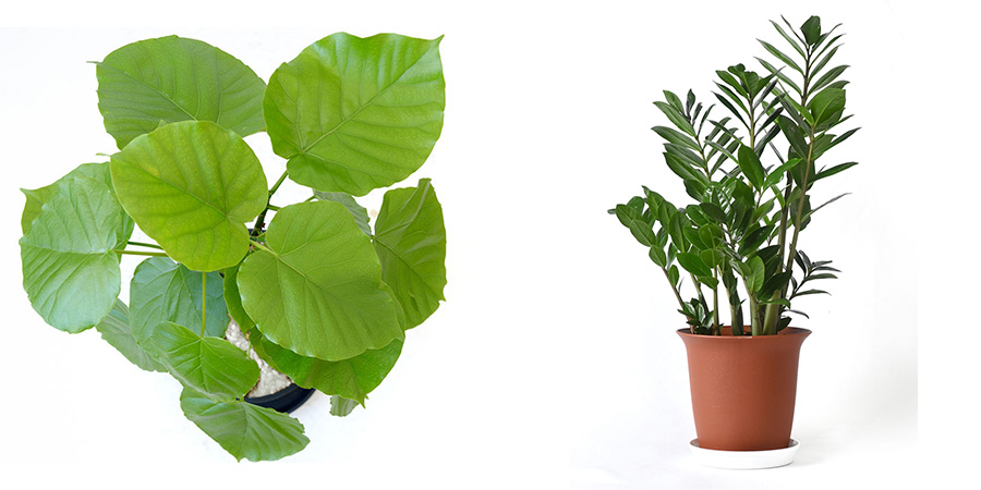 花井園芸の観葉植物