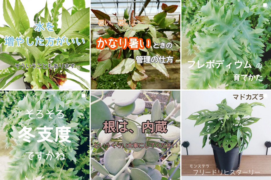 花井園芸の観葉植物情報