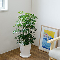  ホンコンカポック