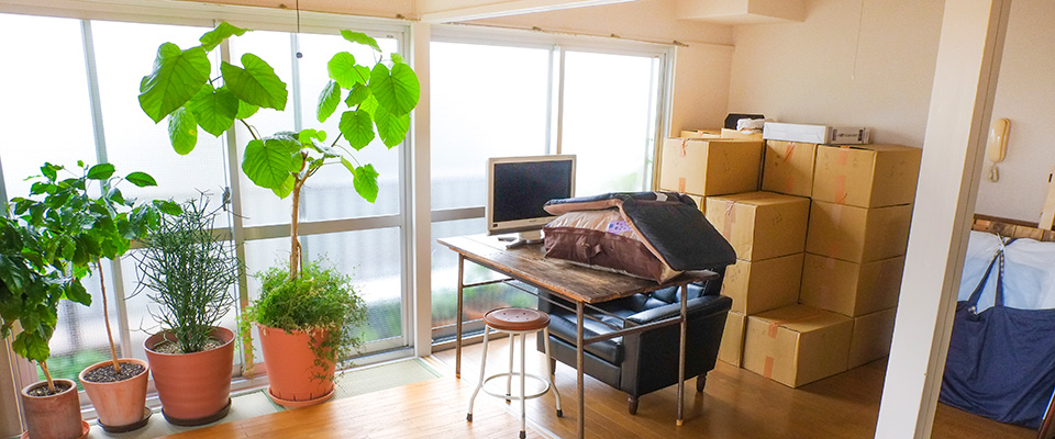 引越祝いにおすすめの観葉植物