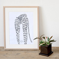 ホヤ・カルノーサ・バリエガタ（フイリサクララン）