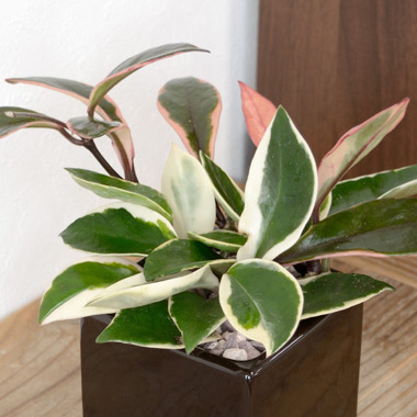 ホヤ・カルノーサ・バリエガタ（フイリサクララン）