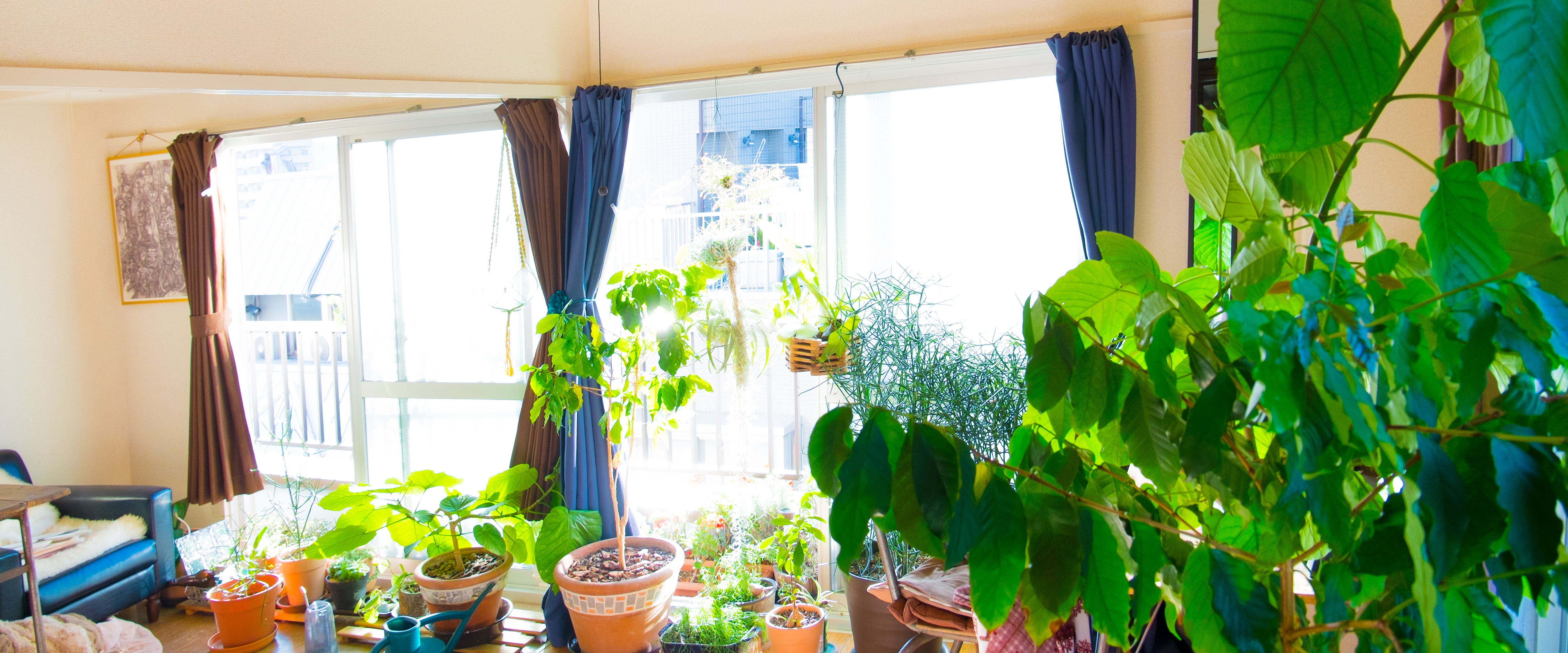 室内で育てやすい観葉植物