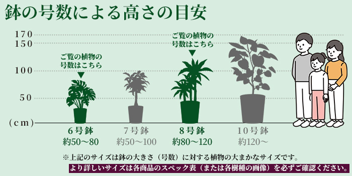 高さの目安（6号8号）