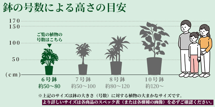高さの目安（6号）