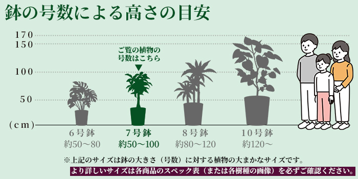 高さの目安（7号）