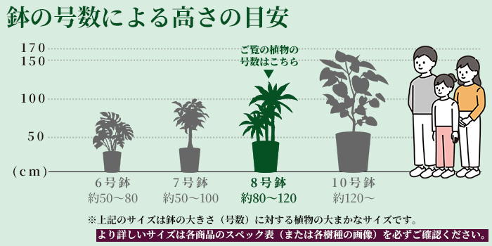 高さの目安（8号）