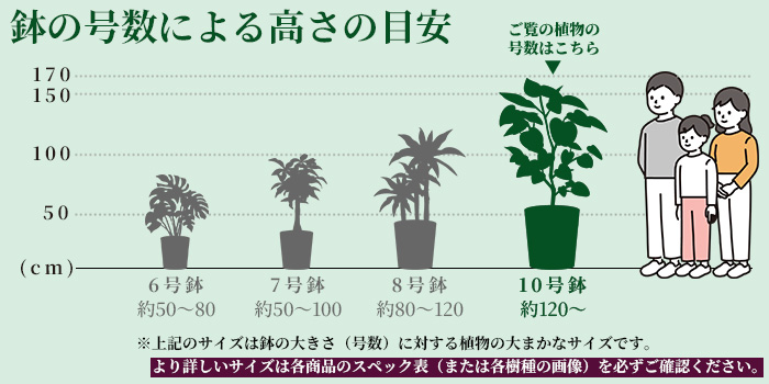 高さの目安（10号）