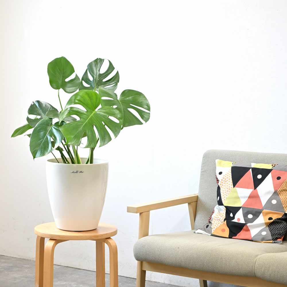 ラスターポット