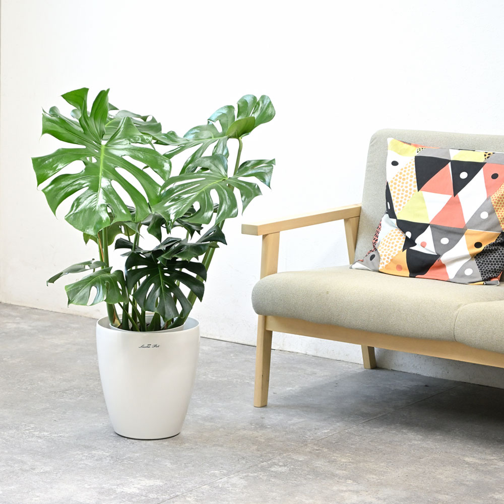 ラスターポット