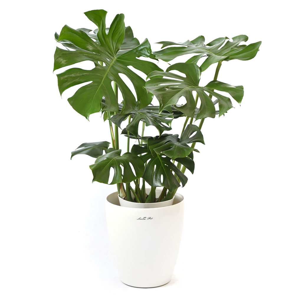 ラスターポット 