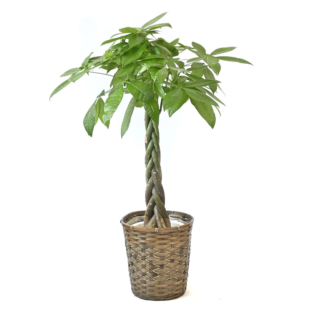 キャラメルブラウン 