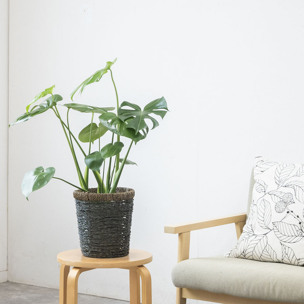 ディープブルー