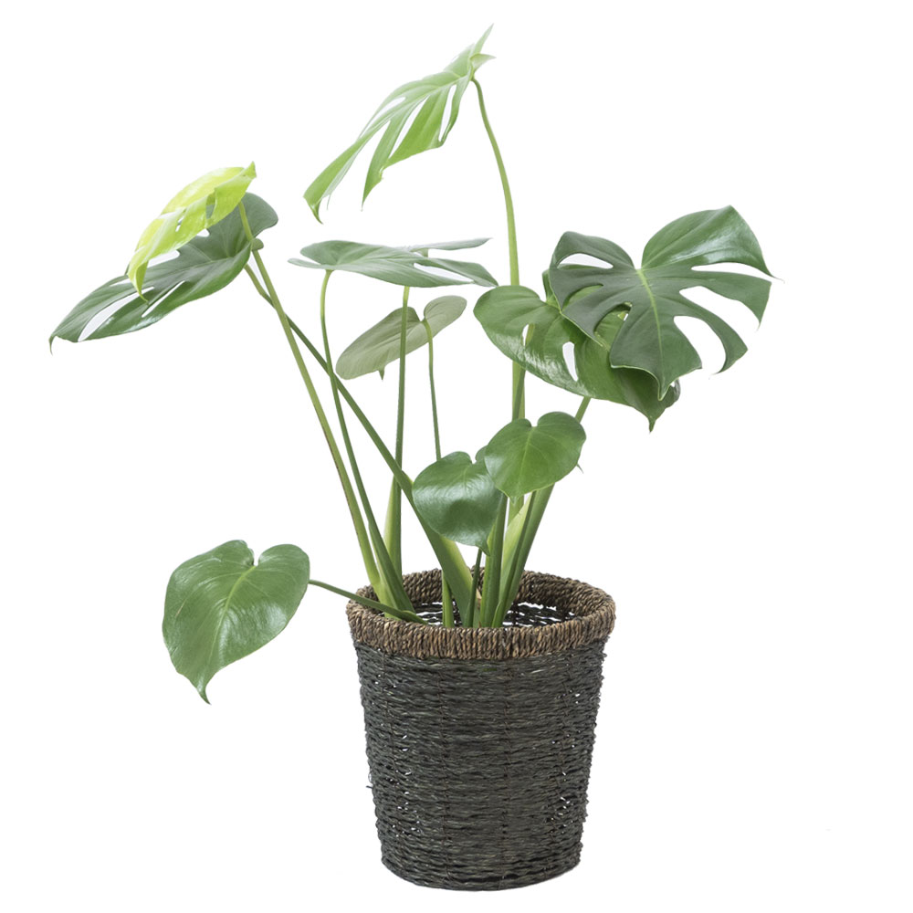 ディープブルー 