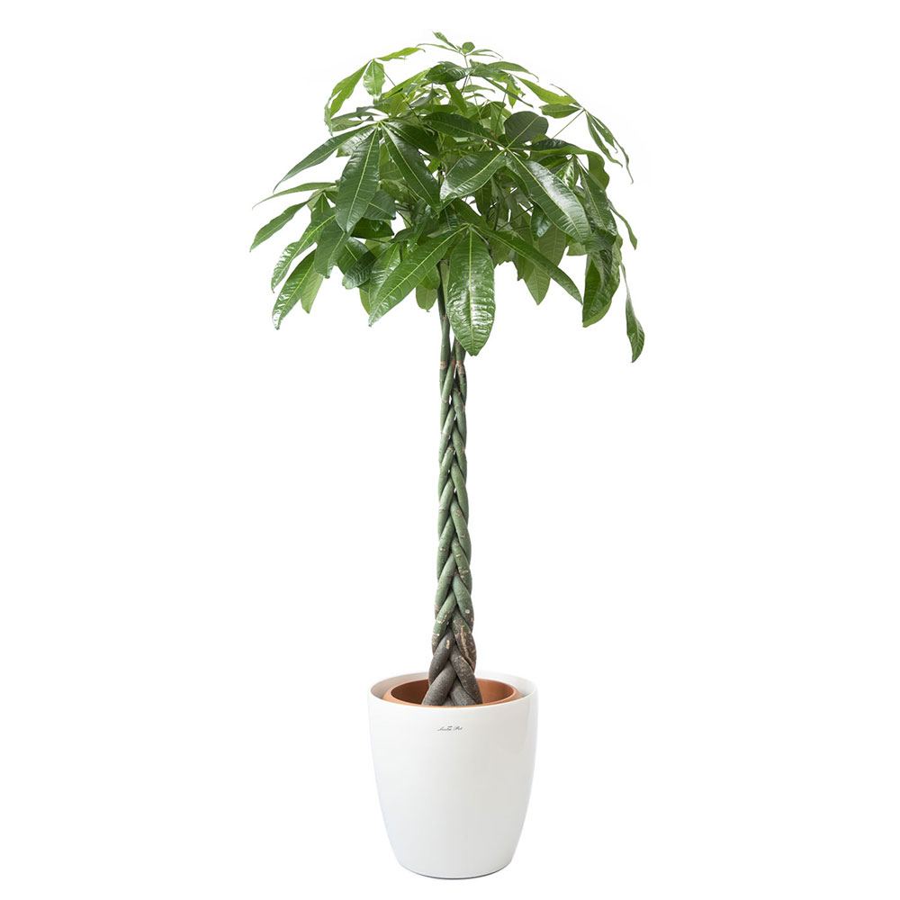 ラスターポット 