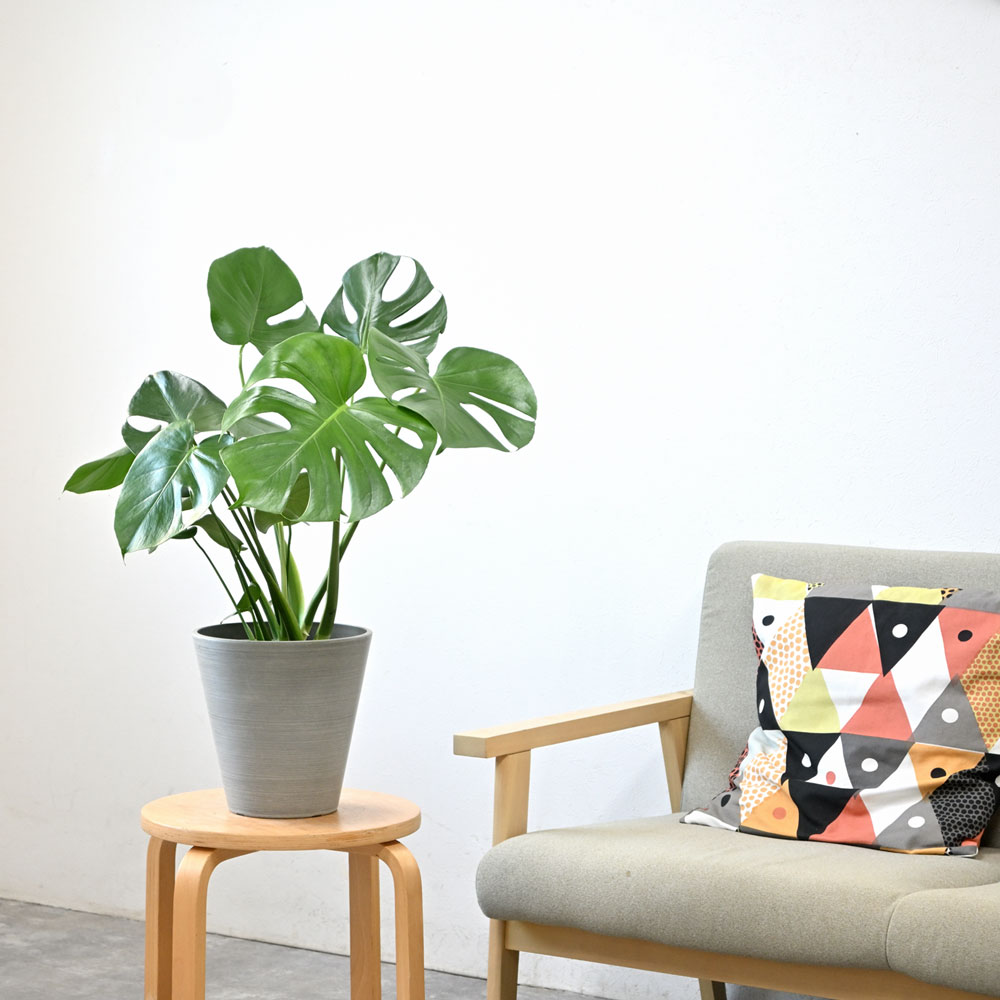 ライトチャコール