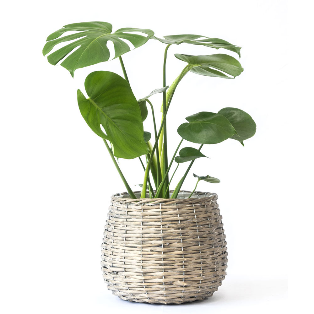 ボールバスケット 