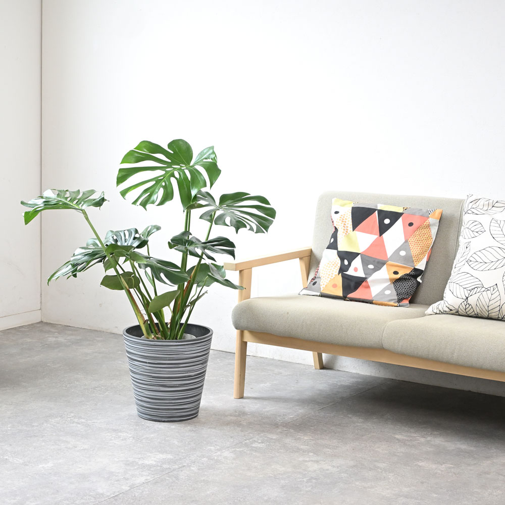 エコフレンドリーポット