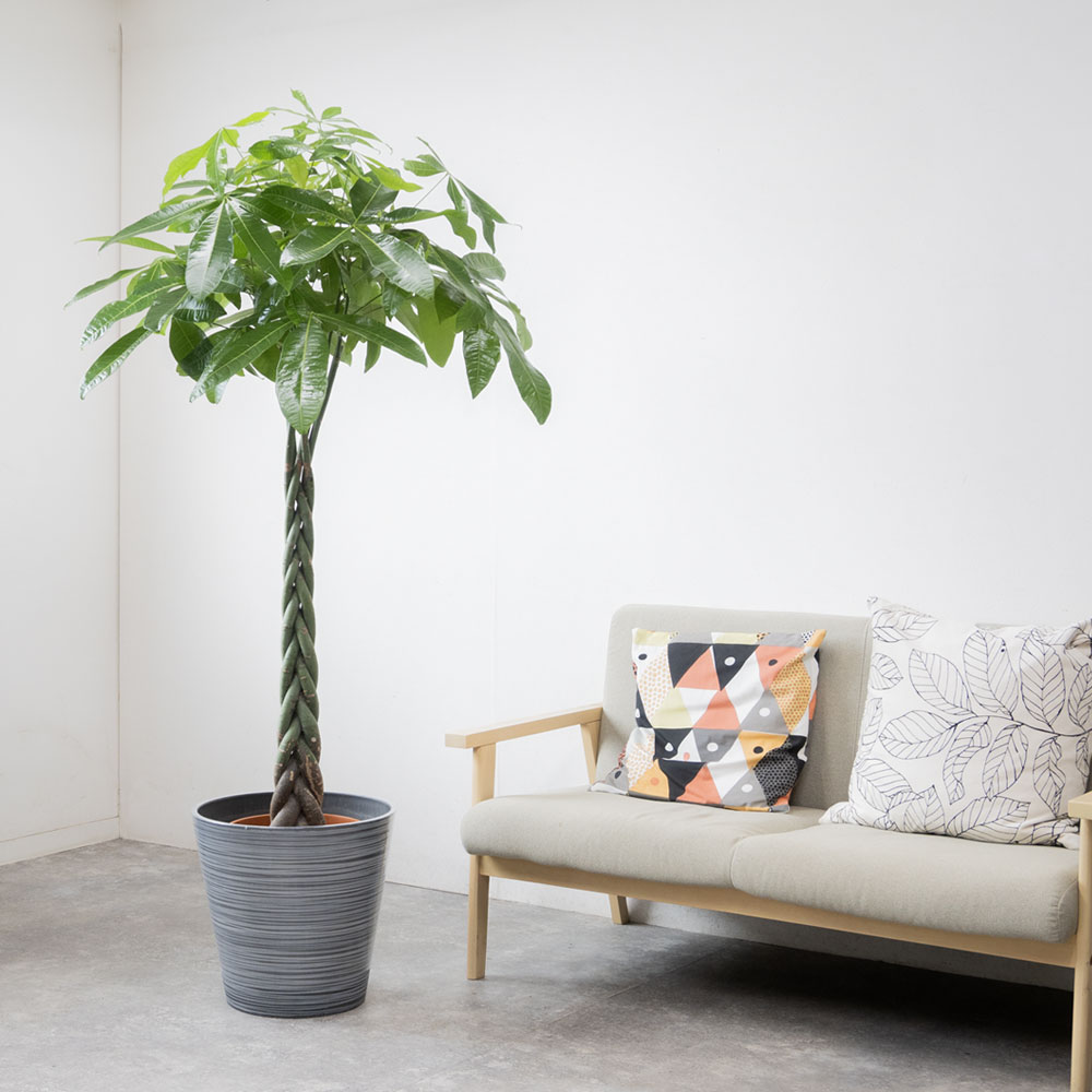 エコフレンドリーポット