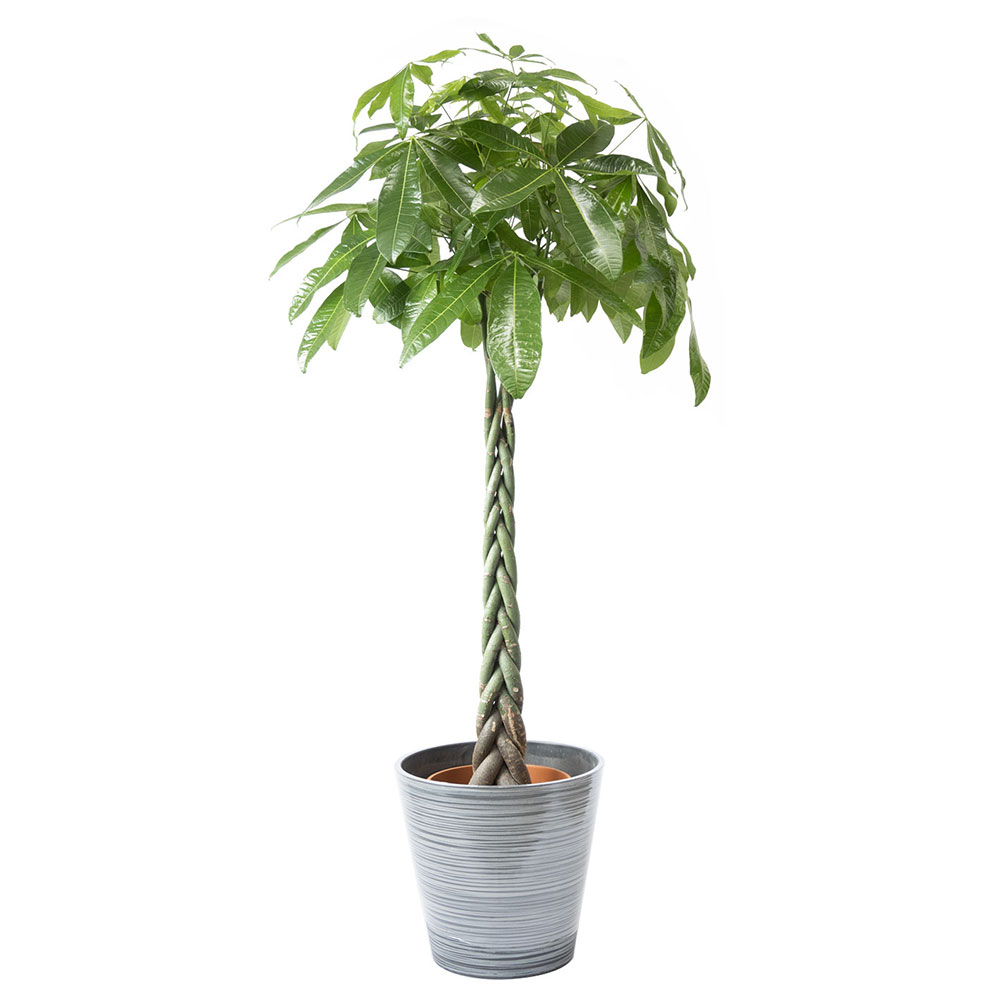 エコフレンドリーポット 