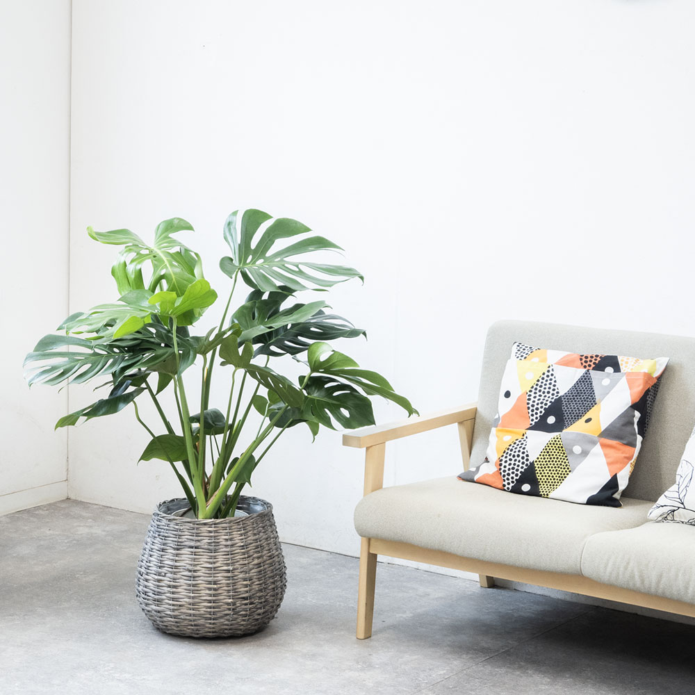 ボールバスケット