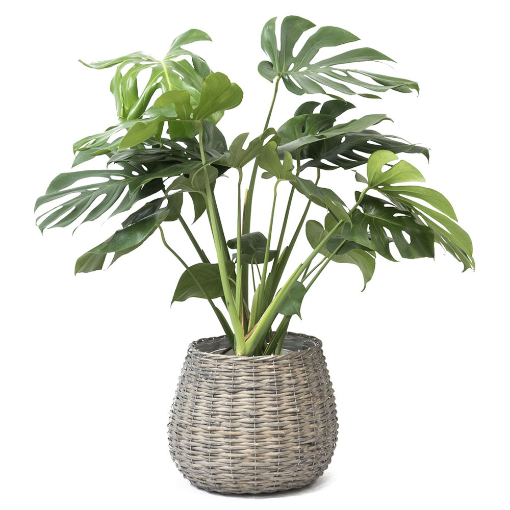 ボールバスケット 