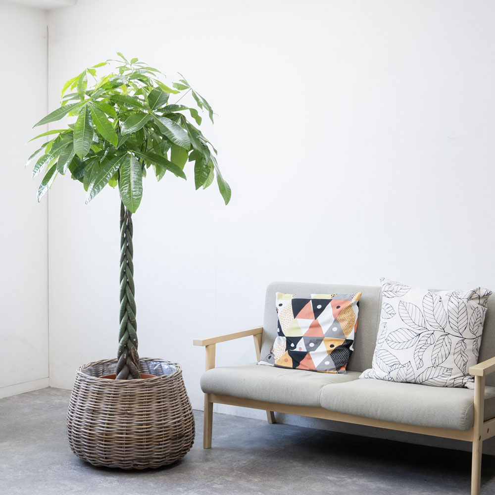 モンデリックボールバスケット