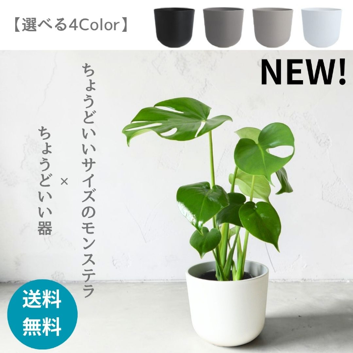 モンステラ インテリア