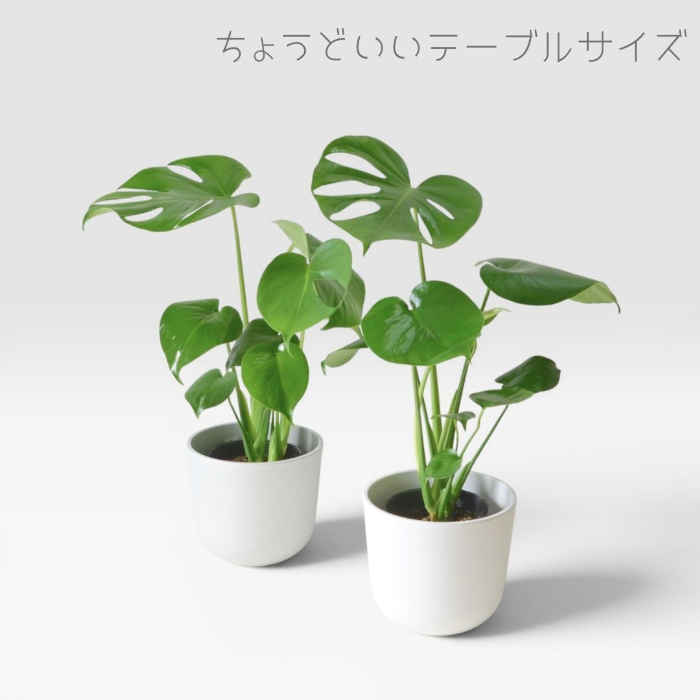 モンステラ 葉のクローズアップ