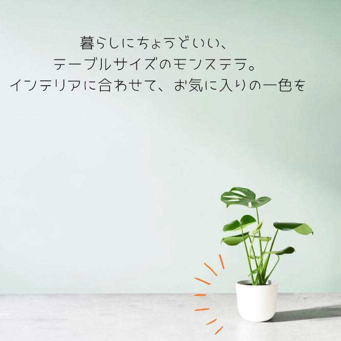モンステラ 全体