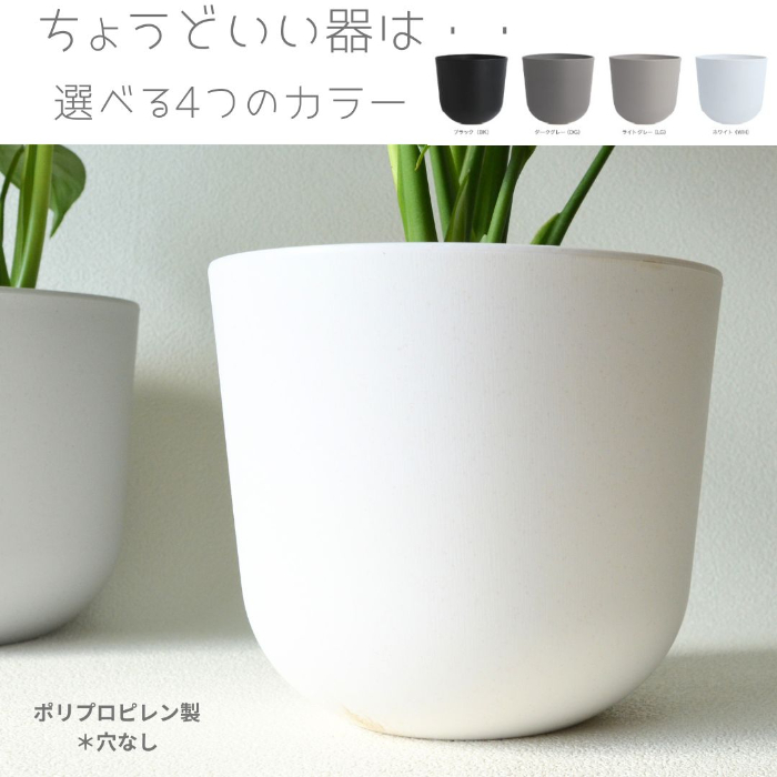 モンステラ 全体