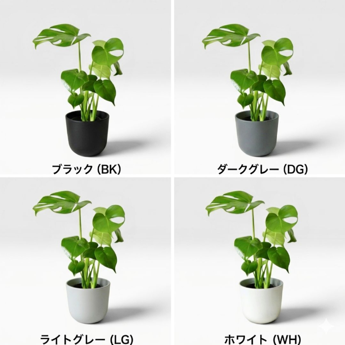 モンステラ 全体