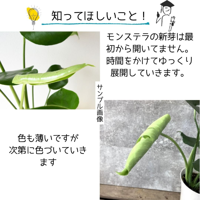モンステラ サイズ目安1