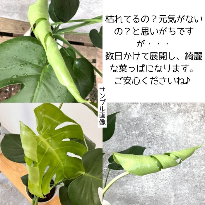 モンステラ サイズ目安2