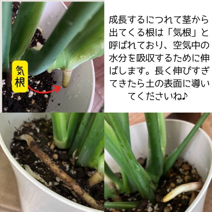 モンステラ サイズ目安2