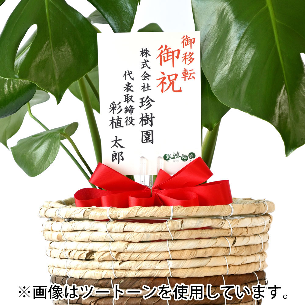 モンステラ 