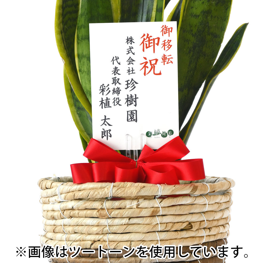 サンスベリア 