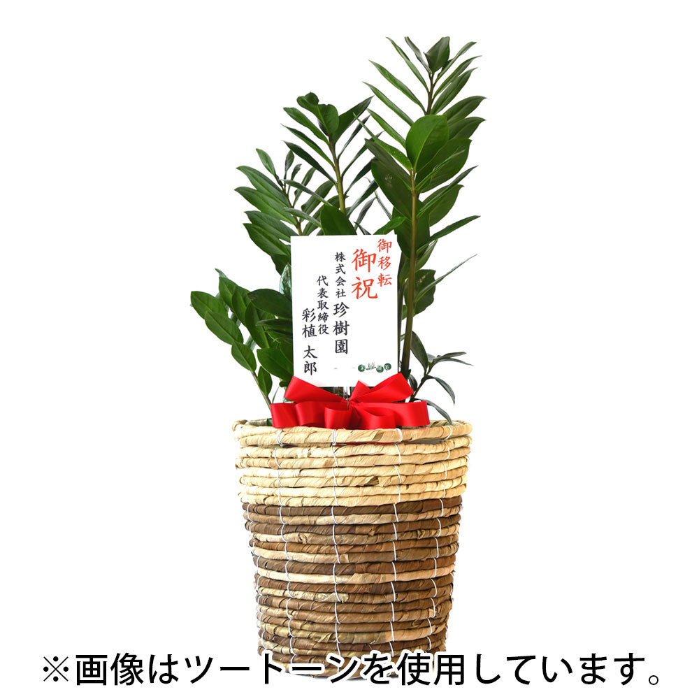 ザミオクルカス